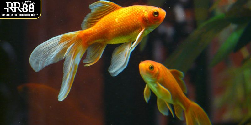 nhung-con-28-82-la-lua-chon-phu-hop-khi-gap-giac-mong-nay